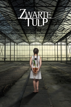 Black Tulip-hd
