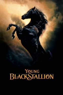 Young Black Stallion-hd